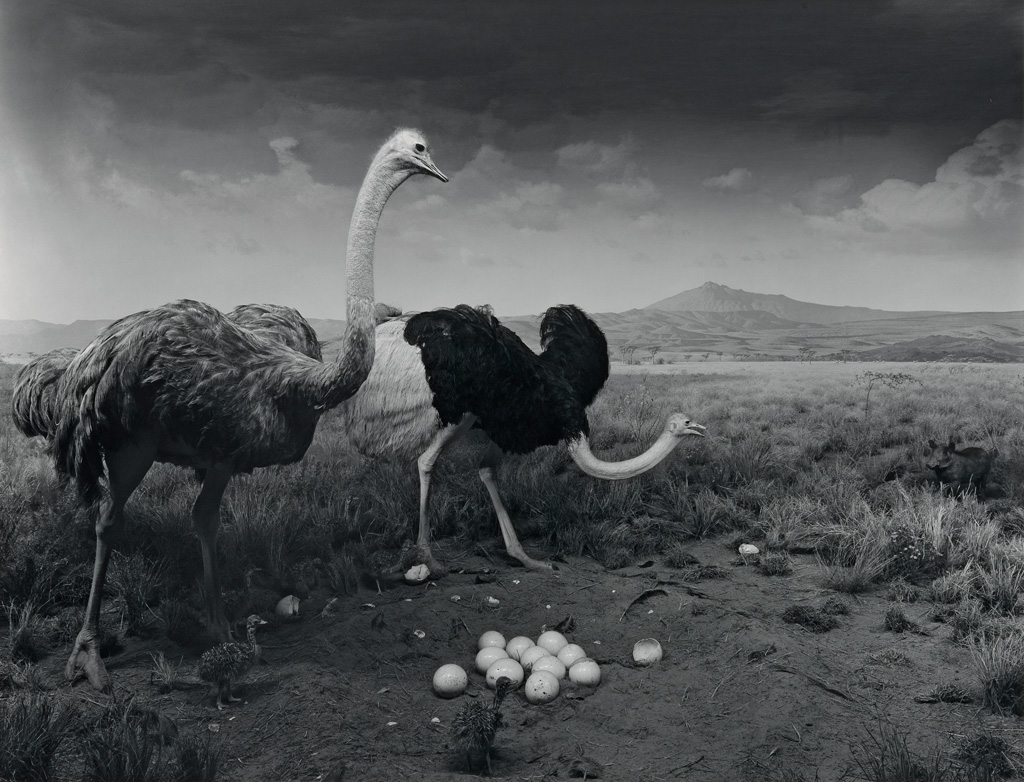 HIROSHI SUGIMOTO (1948-) Ostrich - Wart Hog.